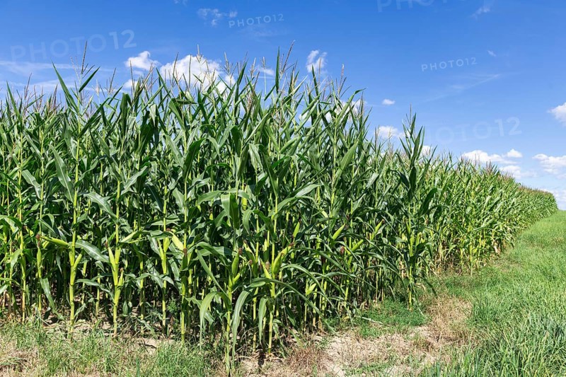 Symbolic image, renewable energies, maize plants, biogas plant, feed maize, maize cobs, clouds, immature, Baden-Württemberg, Germany, Europe