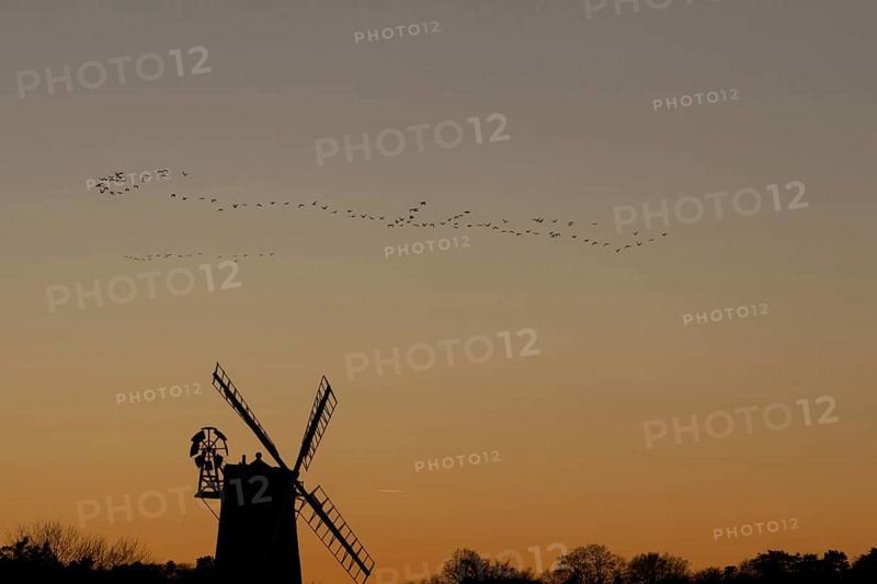 Pink-footed goose (Anser brachyrhynchus) adult birds in flight in a flock or skein over a windmill at sunset, Cley-next-to-the-sea, Norfolk, England, United Kingdom, Europe