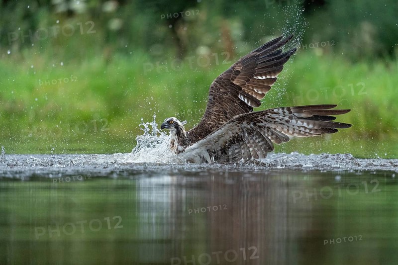 Western osprey (Pandion haliaetus) hunting, Aviemore, Scotland, Great Britain