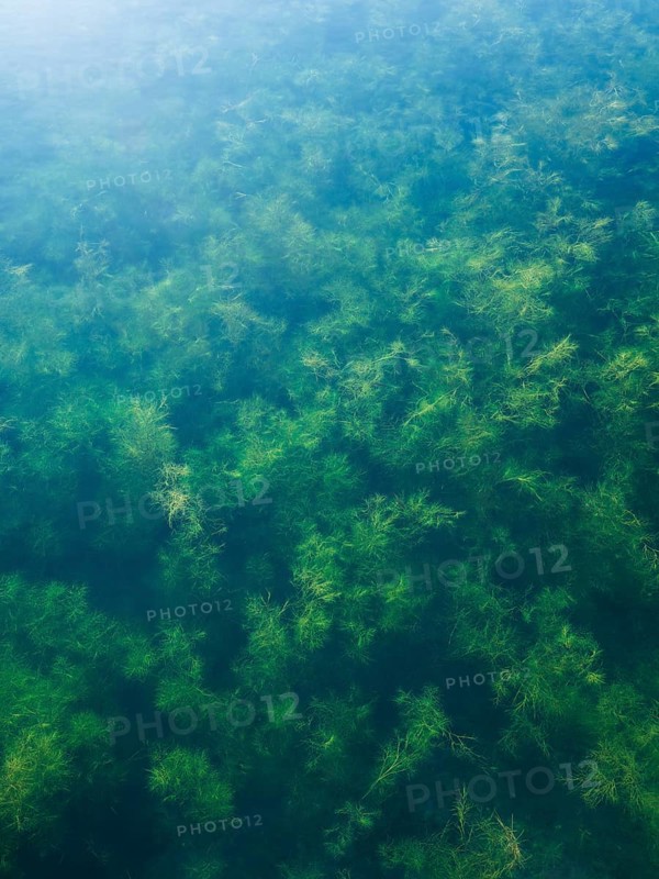 Water plants in the Geiseltalsee, clear water, background picture, Braunsbedra, Saxony-Anhalt, Germany, Europe
