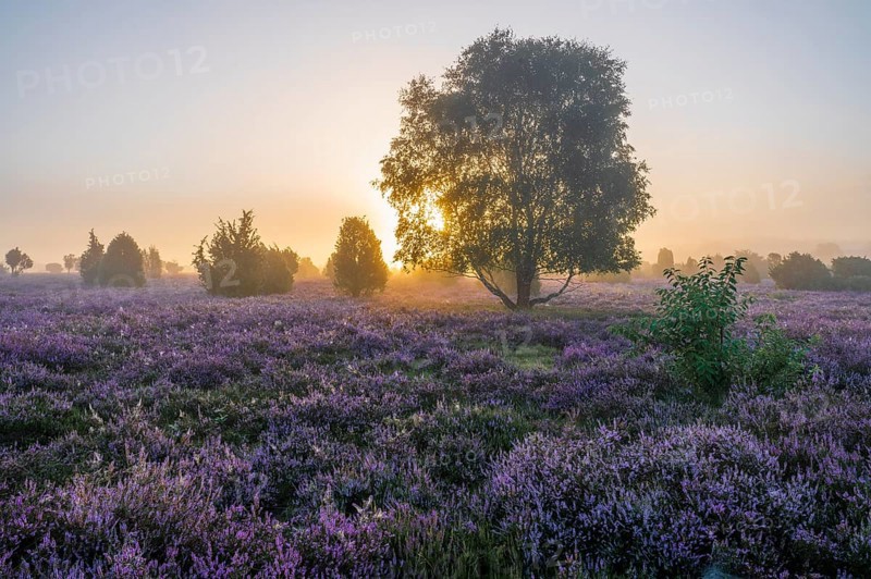 Heath landscape, flowering common heather (Calluna vulgaris), birch (Betula), at sunrise in the backlight, morning mist, Lüneburg Heath, Lower Saxony, Germany, Europe