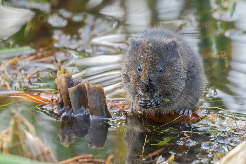 Water vole (Arvicola amphibius) adult animal eating pond weed in a lake in the summer, Suffolk, England, United Kingdom, Europe