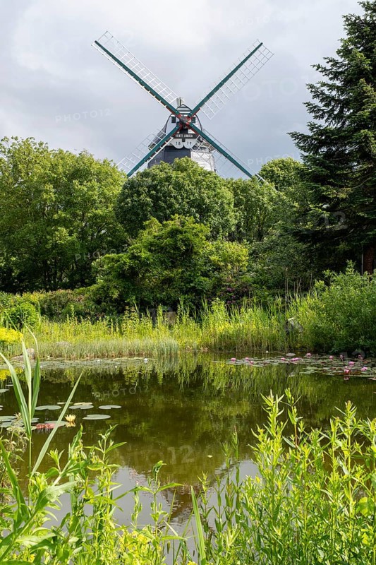 Pond with water lilies, historic windmill, park at the mill, Wyk, Föhr, North Sea island, North Frisia, Schleswig-Holstein, Germany, Europe