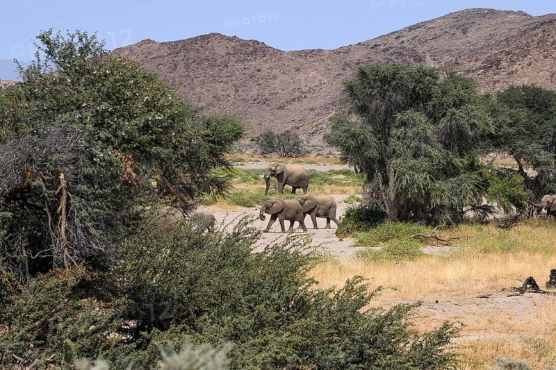 Desert elephants (Loxodonta africana) in the Huab dry river, Damaraland, Kunene region, Namibia, Africa