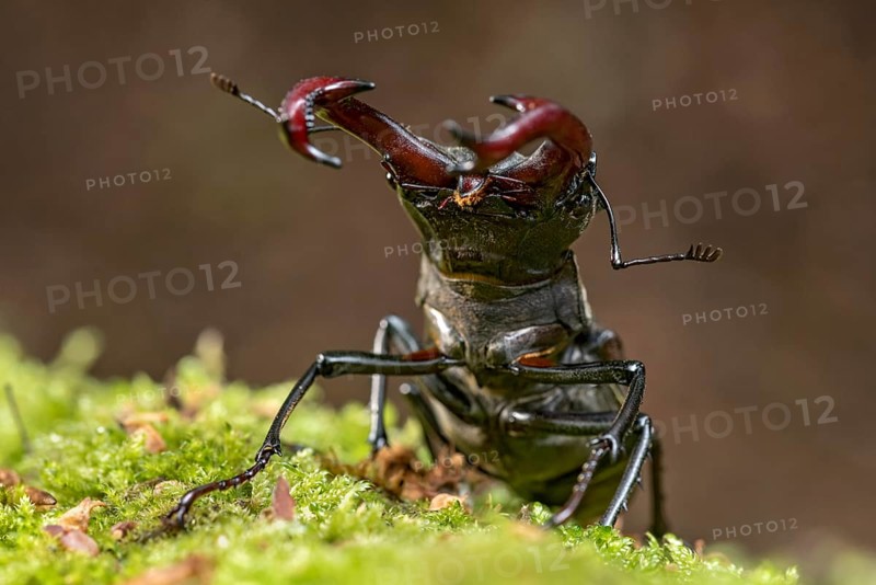 Stag beetle (Lucanus cervus), horned beetle, fire beetle, male with large mandibles, upper jaw, antlers, in the forest on moss on a tree stump, endangered species, species protection, nature conservation, rare, Raumertswald, Vogelsberg Volcanic Region nature park Park, Nidda, Wetterau, Hesse, Germany, Europe