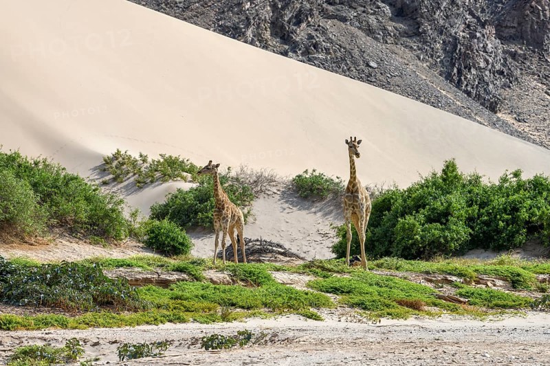 Angola giraffes (Giraffa camelopardalis angolensis) in front of a dune, Hoanib dry river, Kaokoveld, Kunene region, Namibia, Africa