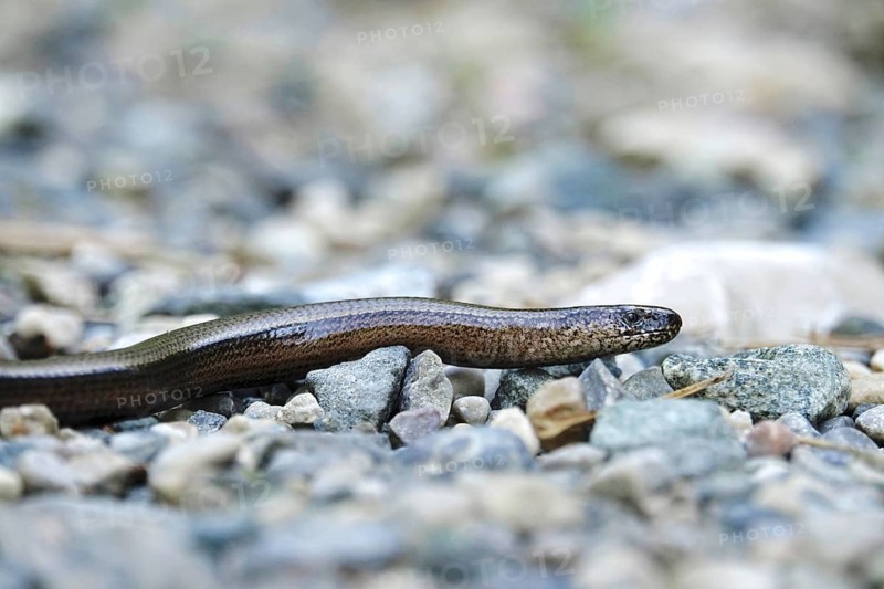 Slow worm (Anguis fragilis), August, Bavaria, Germany, Europe