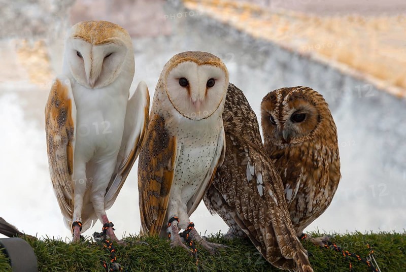Two barn owls and two tawny owls sitting side by side on a grassy ground in daylight, captivity, Arcos de la Frontera, Cadiz province, Cadiz, Andalusia, Spain, Europe