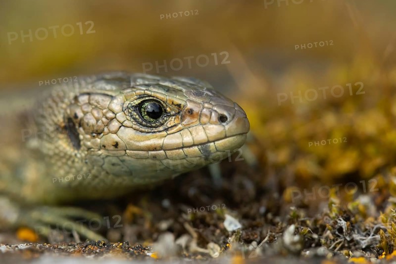 Common lizard (Zootoca vivipara) adult reptile animal head portrait, England, United Kingdom, Europe