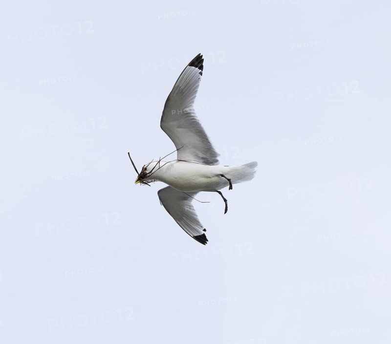 Black-legged kittiwake (Rissa tridactyla), adult bird in flight with nesting material in bill, about to land at nesting colony, May, Varanger Fjord, Norway, Europe