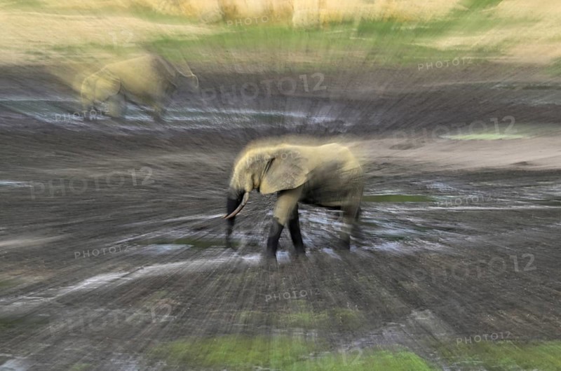 Forest elephant (Loxodonta cyclotis) in the Dzanga Bai forest clearing, illegal hunting, poaching, blurred, Dzanga-Ndoki National Park, Unesco World Heritage Site, Dzanga-Sangha Complex of Protected Areas (DSPAC), Sangha-Mbaéré Prefecture, Central African Republic, Africa
