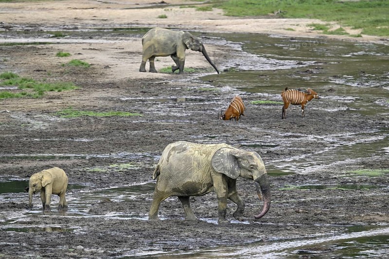 Forest elephants (Loxodonta cyclotis) and bongo antelopes (Tragelaphus eurycerus) in the Dzanga Bai forest clearing, Dzanga-Ndoki National Park, Unesco World Heritage Site, Dzanga-Sangha Complex of Protected Areas (DSPAC), Sangha-Mbaéré Prefecture, Central African Republic, Africa