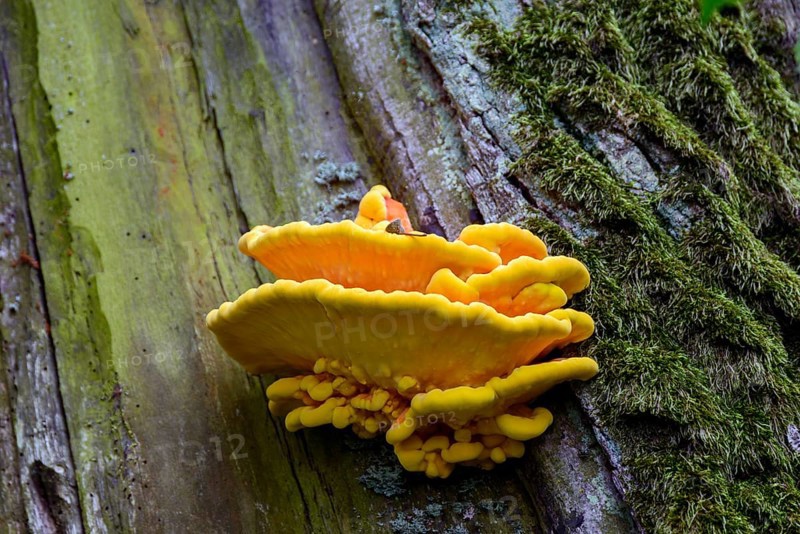 A bright yellow mushroom growing on a moss-covered tree trunk, sulphur polypore (Laetiporus sulphureus), family of stem mushroom relatives, Warmia-Masuria, Poland, Europe