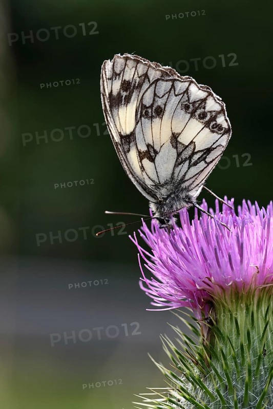 Checkerspot butterfly (Melanargia galathea) on creeping thistle (Cirsium hydrophilum), underside of wings, close-up in front of dark background, Wilnsdorf, North Rhine-Westphalia, Germany, Europe