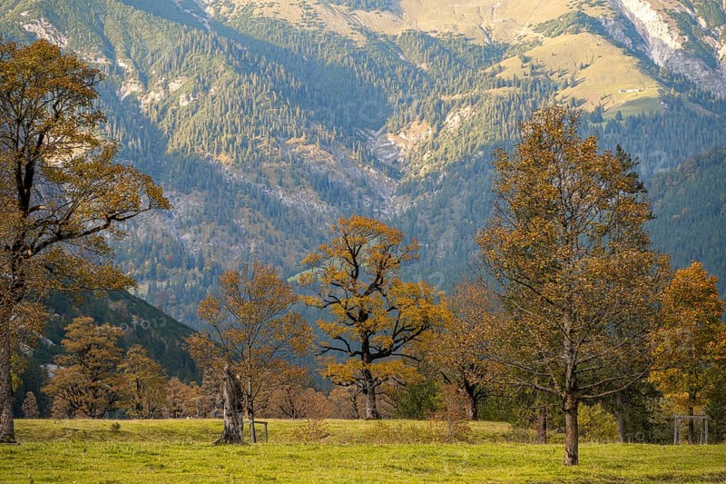 Maple trees with autumn leaves, autumn landscape in Rißtal, Großer Ahornboden, Engalpe, Eng, municipality of Hinterriß, Karwendel Mountains, Alpenpark Karwendel, Tyrol, Austria, Europe