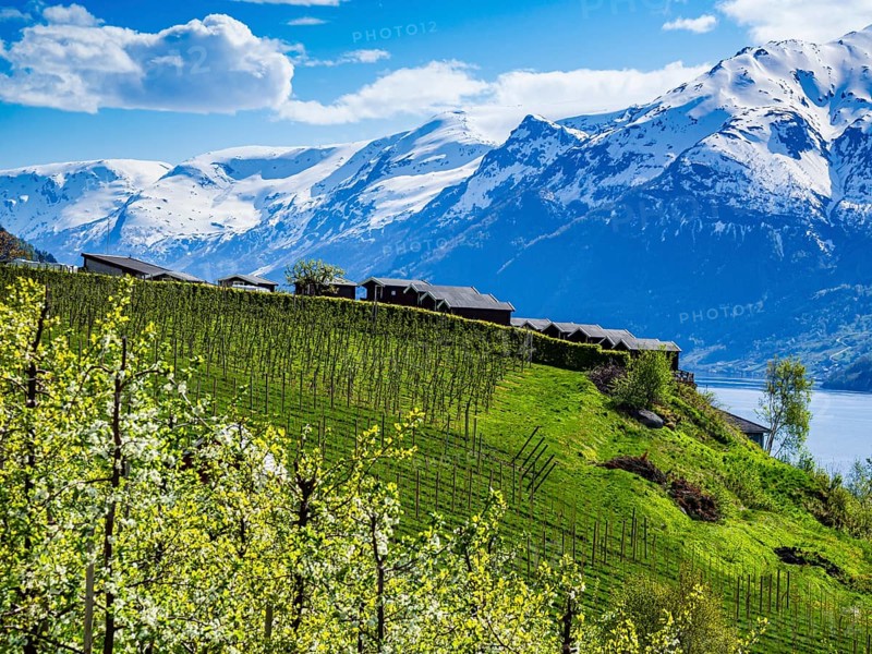 View of snow-covered mountains, fjord and apple trees in bloom, campsite of Lofthus at top of hill, camping huts, spring, Hardangerfjord near Lofthus, Hardanger, Norway, Europe