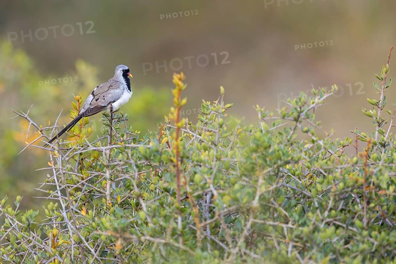 Cape Dove, (Oena capensi), Road N4 to Kaolack, Firgui, Senegal, Africa