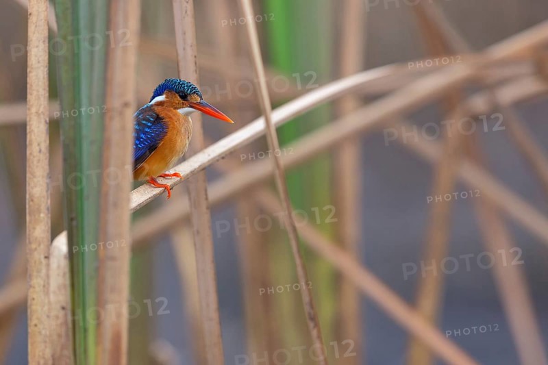 Crested Kingfisher, Corythohrnis cristatus, (Alcedo cristata), Kingfisher family, Malachite Kingfisher, Janjabureh boat trip, Janjabureh, South Bank, Gambia, Africa