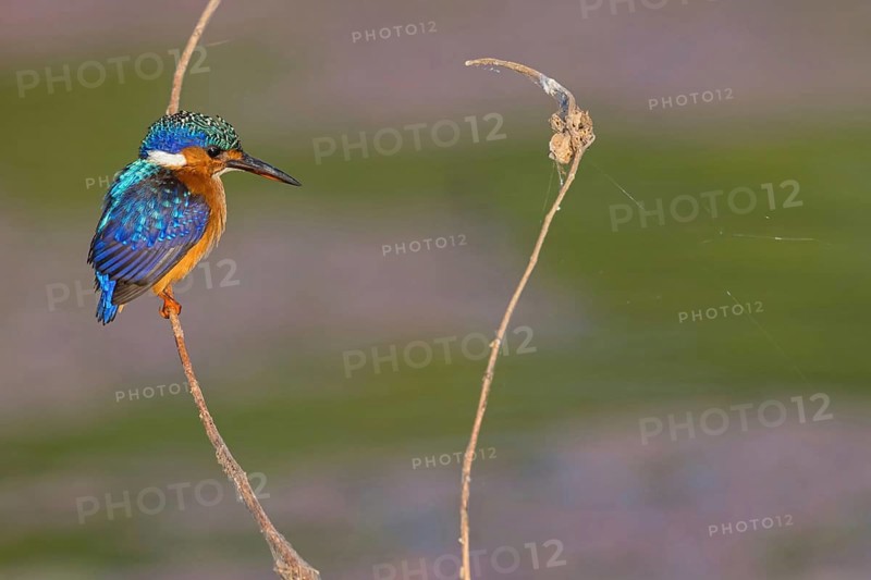 Crested Kingfisher, Corythohrnis cristatus, (Alcedo cristata), Kingfisher family, Malachite Kingfisher, Janjabureh boat trip, Janjabureh, South Bank, Gambia, Africa