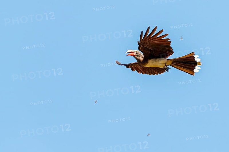 Crowned Hornbill, (Lophoceros alboterminatus), Syn: Tockus alboterminatus, iSimangaliso Wetland Park, St. Lucia, KwaZulu-Natal, South Africa, Africa