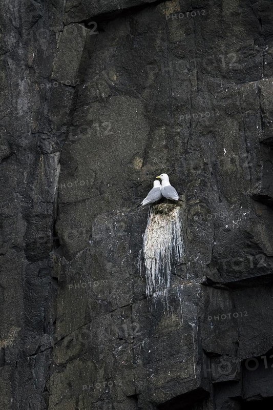 Black-legged kittiwakes (Rissa tridactyla) pair nesting on rock ledge in sea cliff at seabird colony in summer, Svalbard, Spitsbergen, Norway, Europe
