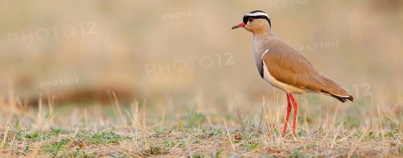 Crowned Lapwing, (Vanellus coronatu), Wakkerstrom surroundings, Wakkerstrom, Mpumalanga, South Africa, Africa