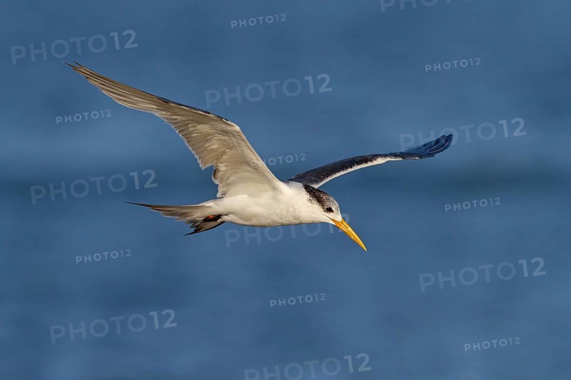 Caspian Tern, flight photo, (Thalasseus bergii), East Khawr / Khawr Ad Dahariz, Salalah, Dhofar, Oman, Asia