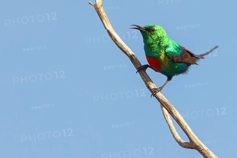 Fairy Sunbird, (Cinnyris pulchellus), family of sunbirds, Farasutu area, Farasutu, South Bank, Gambia, Africa