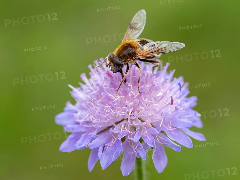 Fly, hoverfly, insect, (Eristalis horticol), Black Forest, Feldberg region, Baden-Württemberg, Germany, Europe