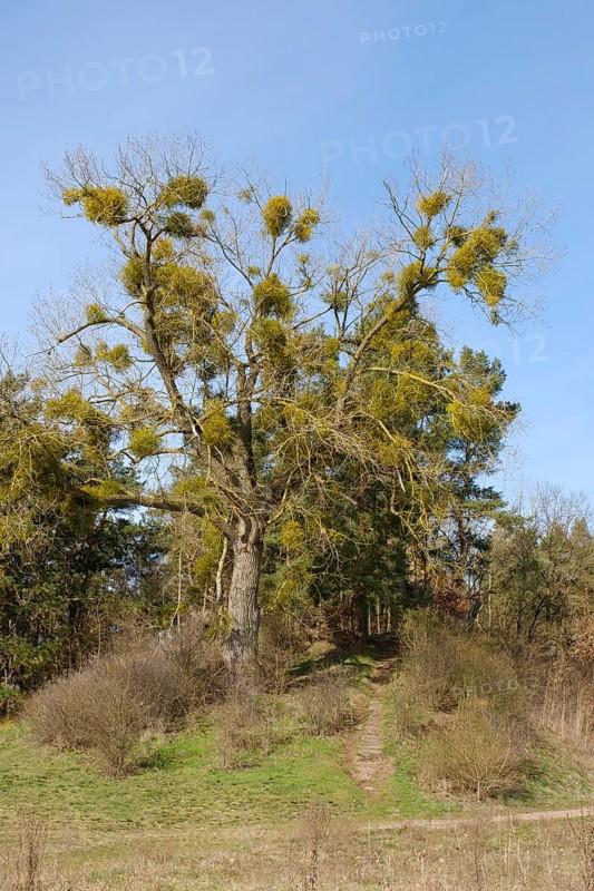 Mistletoe on a tree, Mecklenburg Lake District, Mecklenburg, Mecklenburg-Western Pomerania, Germany, Europe