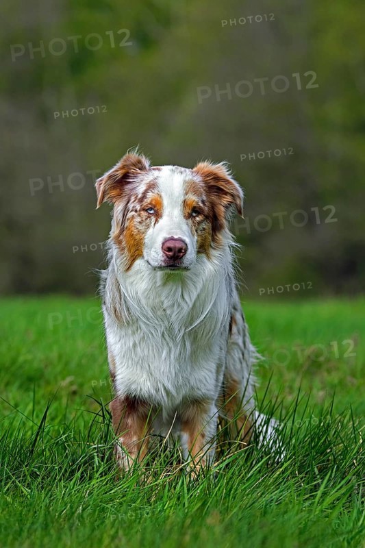 Australian Shepherd, Aussie, breed of herding dog from the United States sitting in meadow