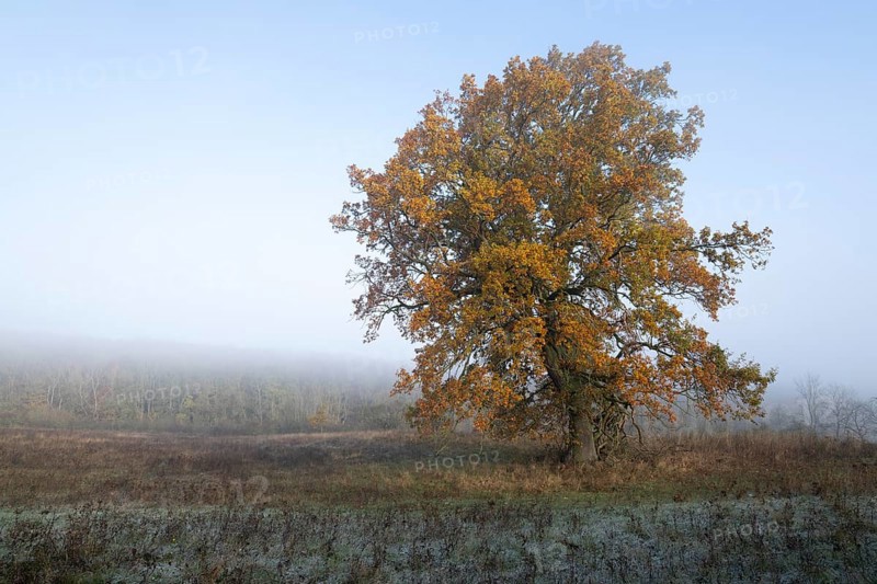 English oak (Quercus robur), solitary tree in a meadow, in autumn with yellow discoloured leaves, grass with hoarfrost, fog, Thuringia, Germany, Europe