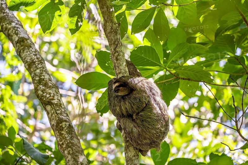 Brown-throated sloth (Bradypus variegatus) in a tree, Cahuita National Park, Costa Rica, Central America