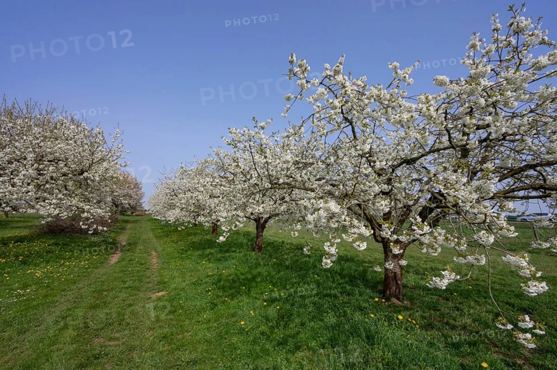Cherry orchard in bloom (Prunus avium), Franconia, Bavaria, Germany, Europe