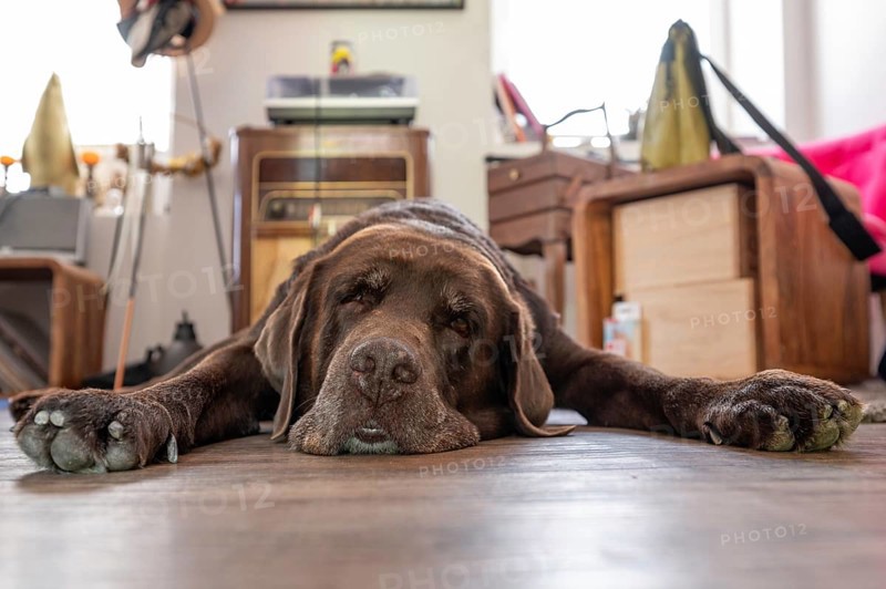Tired dog, Labrador breed, lying flat on the floor in the living room, Baden-Württemberg, Germany, Europe