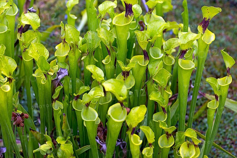 Yellow hose plant (Sarracenia flava), Botanical Garden, Erlangen, Middle Franconia, Bavaria, Germany, Europe