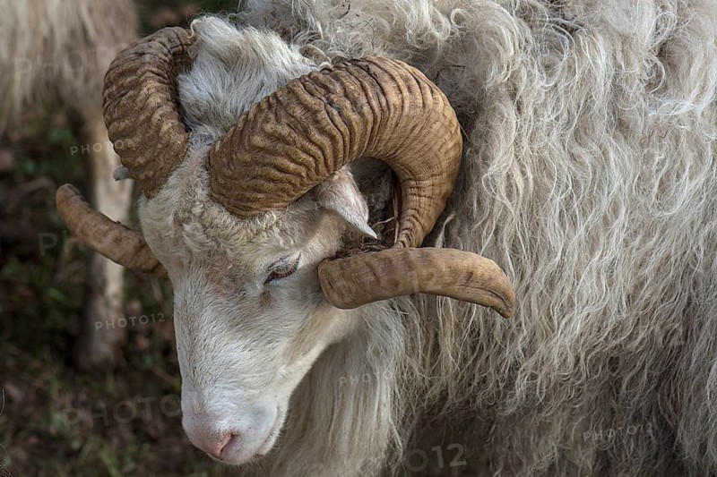 Portrait of a male moorland snook with horn (Ovis aries), Rehna, Mecklenburg-Western Pomerania, Germany, Europe