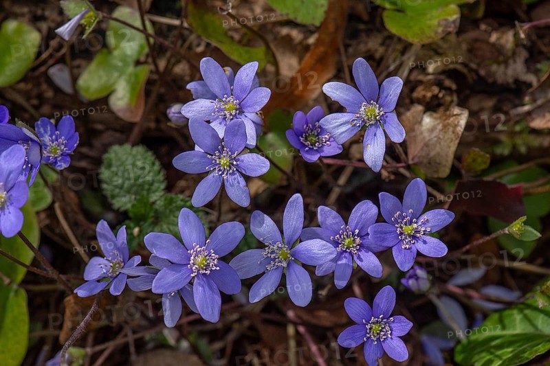 Liverwort (Hepatica nobilis), Bavaria, Germany, Europe