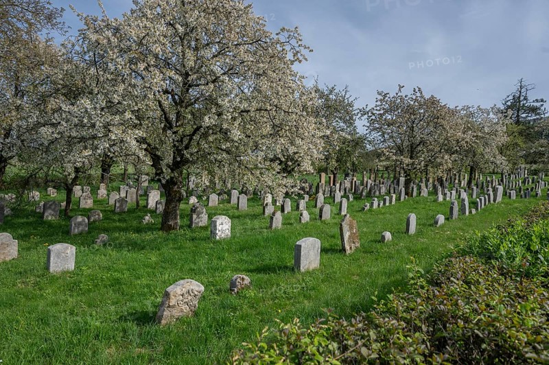 Flowering cherry trees (Prunus avium) in the Jewish cemetery, laid out in 1734, last burial in 1934, Hagenbach, Upper Franconia, Bavaria, Germany, Europe