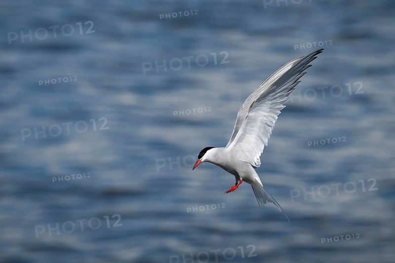 Arctic Arctic Tern (Sterna paradisea) in flight, Wadden Sea, North Frisia, Schleswig-Holstein, Germany, Europe