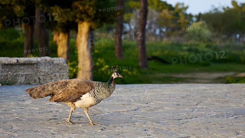 Peafowl (pavo) on stony ground, surrounded by green vegetation and trees in the background, Filerimos, hill not far from Rhodes Town, Ancient State of Ialyssos, Rhodes, Dodecanese, Greek Islands, Greece, Europe