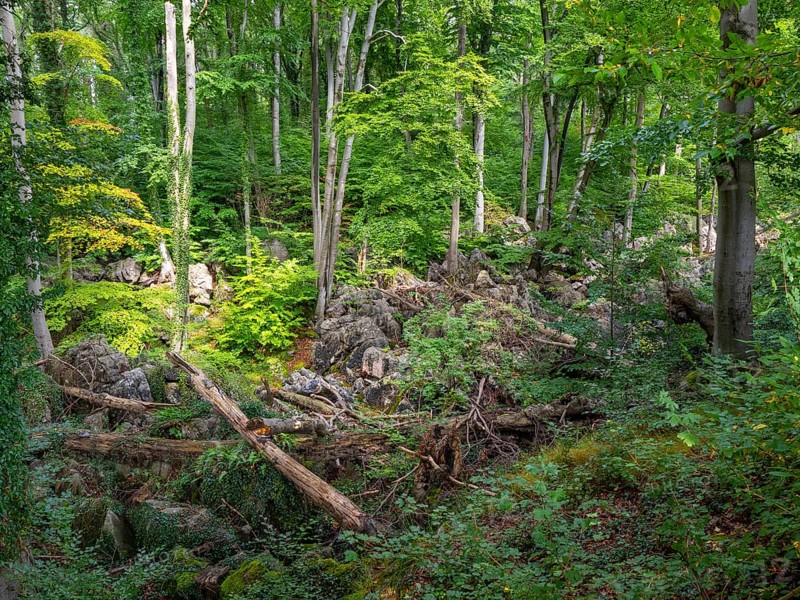 Dense vegetation between rocks in the Felsenmeer nature reserve, near Hemer in the Sauerland region