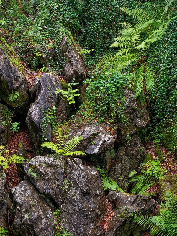 Dense vegetation between rocks in the Felsenmeer nature reserve, near Hemer in the Sauerland region