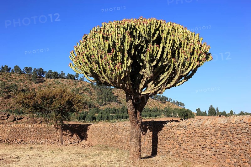 Ruins of the Palace of the Queen of Sheba near Axum, Aksum, Dongur Palace, Euphorbia candelabrum, Euphorbia tree, spurge, Ethiopia, Africa