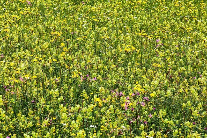 Meadow with wildflowers, near Oberstaufen, Oberallgäu, Bavaria, Germany, Europe