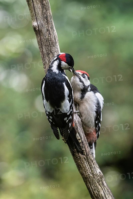 Great spotted woodpecker (Dendrocopos major) feeding young, Emsland, Lower Saxony, Germany, Europe