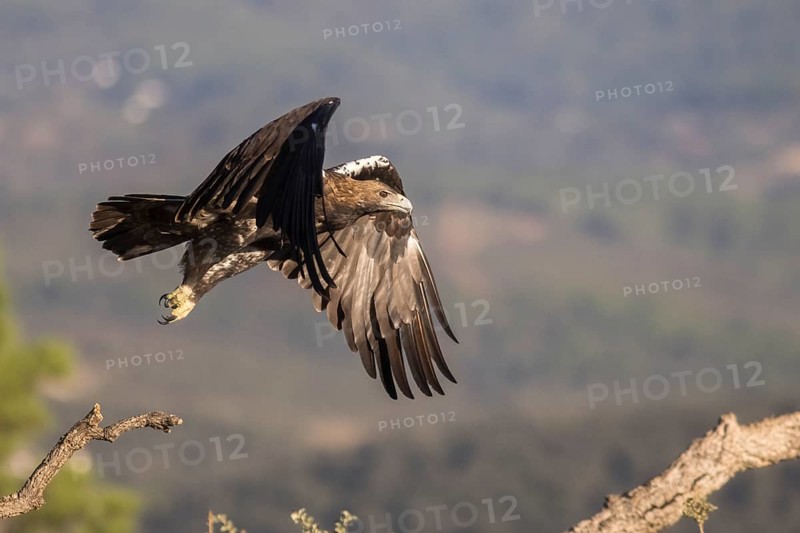 Iberian Eagle (Aquila adalberti), Spanish imperial eagle, Extremadura, Castilla La Mancha, Spain, Europe