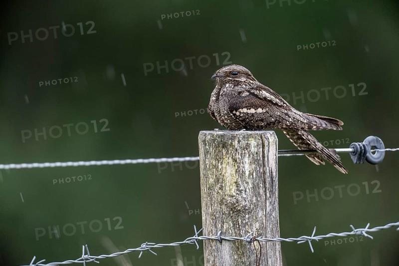 Nightjar, nightjar (Caprimulgus europaeus) sitting on a pasture fence, Emsland, Lower Saxony, Germany, Europe