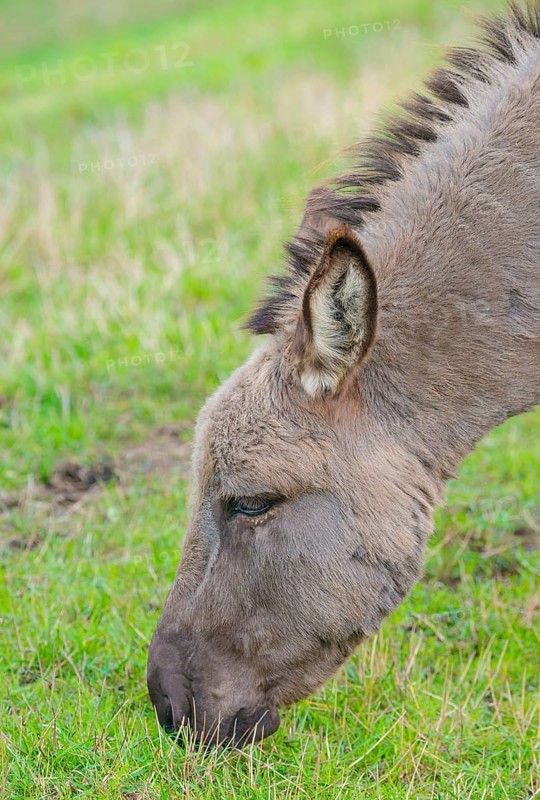 Donkey (Equus asinus asinus) or domestic donkey, completely grey coloured variant, eating grass in a meadow, pasture, grazing, portrait, portrait, green, blurred background, close-up in nature, ears turned to the side, summer, district Heidekreis, Allertal, Lower Saxony, Germany, Europe