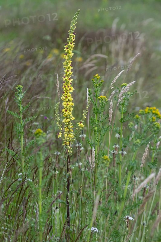 Dark mullein (Verbascum nigrum), Emsland, Lower Saxony, Germany, Europe